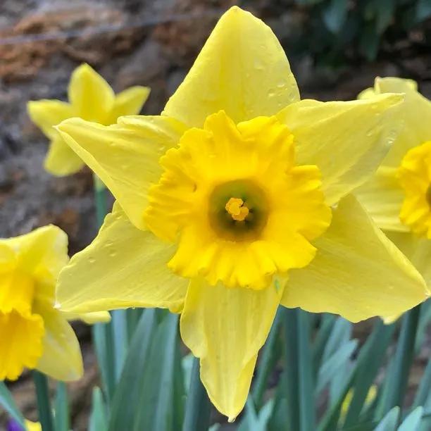 Tamara Daffodil (Narcissus Tamara) Hero Img
